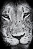 Lion Portrait  Fototapety Czarno-Białe Fototapeta