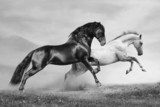 horses run  Fototapety Czarno-Białe Fototapeta