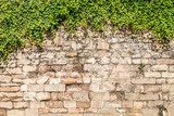 Old medieval wall covered by ivy  Mur Fototapeta