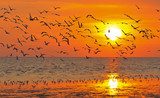 lot of birds flying in sunset  Niebo Fototapeta