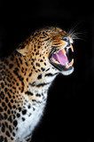 Leopard  Zwierzęta Obraz