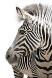 Zebra 001  Zwierzęta Obraz