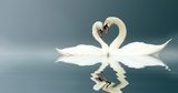 Love Swans  Zwierzęta Obraz