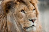 lion  Zwierzęta Obraz