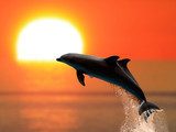 Dolphins at sunset  Zwierzęta Obraz
