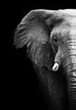 Elephant Close Up  Zwierzęta Obraz