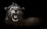 Lion displaying dangerous teeth  Zwierzęta Obraz