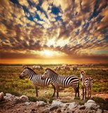 Zebras herd on African savanna at sunset. Safari in Serengeti  Zwierzęta Obraz