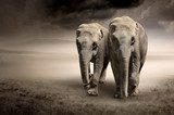 Pair of elephants in motion  Zwierzęta Obraz