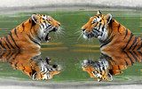 Siberian Tigers in water  Zwierzęta Obraz