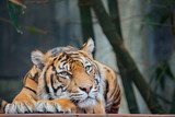 Endangered Sumatran Tiger  Zwierzęta Obraz