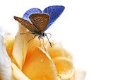 blue butterfly isolated on white background  Zwierzęta Obraz