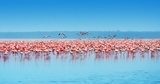 African flamingos  Zwierzęta Obraz