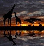 giraffes in the sunset  Zwierzęta Obraz