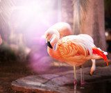 Flamingo  Zwierzęta Obraz