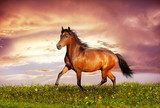 Beautiful brown horse running trot  Zwierzęta Obraz