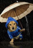 rain dog  Zwierzęta Obraz
