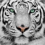 white tiger  Zwierzęta Obraz