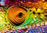 Reptilian eye  Zwierzęta Obraz