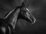 Black and white portrait of arabian stallion  Zwierzęta Obraz