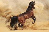 Purebred arabic stallion in desert  Zwierzęta Obraz