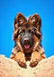 Portrait of german shepherd puppy  Zwierzęta Obraz