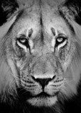 Lion Portrait  Zwierzęta Obraz