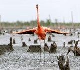 The American Flamingo (Phoenicopterus ruber)  Zwierzęta Obraz
