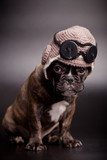 French bulldog puppy, in knit pilot helmet  Zwierzęta Obraz