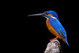 Kingfisher  Zwierzęta Obraz