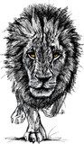 Sketch of a big male African lion  Zwierzęta Obraz