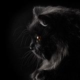 black persian cat on black background  Zwierzęta Obraz