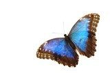 blue morpho isolated  Zwierzęta Obraz