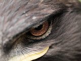 Steppe Eagle  Zwierzęta Obraz