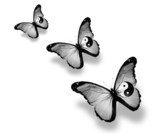 Three dao flag butterflies, isolated on white  Zwierzęta Obraz