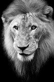 Lion portrait  Zwierzęta Obraz