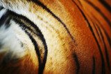 tiger  Zwierzęta Obraz