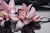 spa concept âgorgeous pink orchid and zen stones  Obrazy do Salonu SPA Obraz