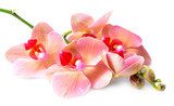 Beautiful blooming orchid isolated on white  Obrazy do Salonu SPA Obraz