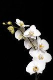 White orchid isolated on black  Obrazy do Salonu SPA Obraz