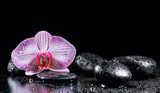 Orchid flower with zen stones on black background  Obrazy do Salonu SPA Obraz