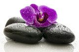 Violet orchid on black spa stones with water drops  Obrazy do Salonu SPA Obraz