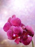 Beautiful blooming orchid  on light color background  Kwiaty Obraz