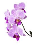 Light purple orchid isolated on white  Kwiaty Obraz