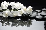 Close up white orchid with stone water drops  Kwiaty Obraz