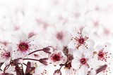 Cherry blossoms  Kwiaty Obraz