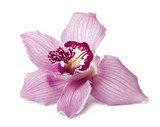 Pink orchid on a white background  Kwiaty Obraz