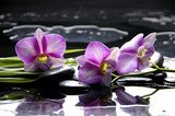 Pink orchid with bamboo leaf and stones with reflection  Kwiaty Obraz
