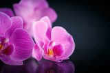 beautiful  Phalaenopsis  Kwiaty Obraz