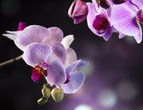 Beautiful orchids  Kwiaty Obraz